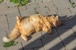 A ginger cat sunbathes on warm stones