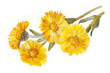 Closeup of bright yellow coltsfoot flowers (Tussilago farfara, tash plant, coughwort, farfara). Watercolor hand drawn painting illustration isolated on white background