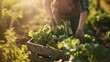 © Generative AI - Vegetable farmer arranging freshly picked produce into a crate on an organic farm. Self-sustainable female farmer gathering a variety of fresh vegetables in her garden during harvest s : Generative AI