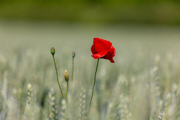 Wall Mural - One red poppies flower growing in between rye grain on the field, Young green ears of wheat in the farmland, Poppy is a flowering plant in the subfamily of the Papaveraceae, Nature floral background.