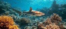 Whitetip Reef Shark Found Beneath Coral Reef.