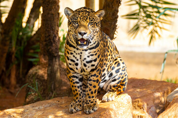 Wall Mural - South American jaguar (Panthera onca). Tropical feline 