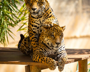 Wall Mural - South American jaguar (Panthera onca). Tropical feline 