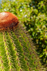 Canvas Print - Closeup of Cactus in Shirley Heights