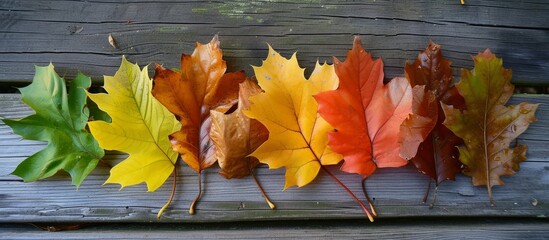 Canvas Print - Oak leaves displaying the colors of autumn placed on a wooden table, illustrating the concept of nature, botany, and plants.