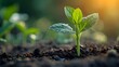 © Muzikitooo - closeup photography germinating agriculture, A seedling is sprouting from a seed