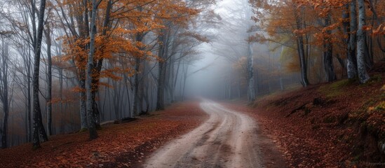 Poster - Autumn Domanic, Uludag, Bursa - a magical forest road on a foggy morning.