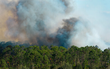 Aerial view of large wildfire burning severely in Florida jungle woods. Hot flames with dense smoke in tropical forest