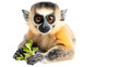 Brown and White Monkey Holding a Leaf