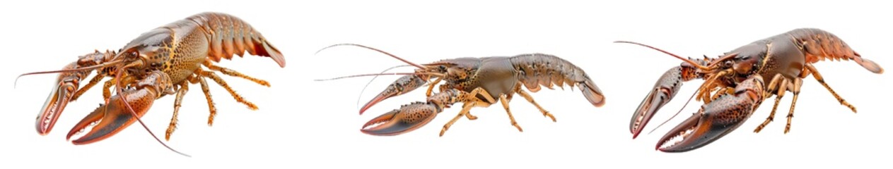 Collection of PNG. Lobster crayfish isolated on a transparent background.