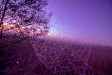 Wall Mural - Spider web covered with dew, water drops on the meadow in the morning, spider's web
