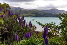 Beautiful Purple Flowers Of Pride Of Madeira (echium Fastuosum) In Akaroa, Banks Peninsula, Canterbury, New Zealand; 
