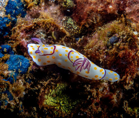 Wall Mural - Nudibranch