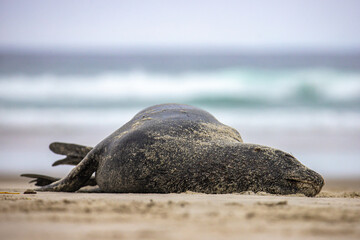 Wall Mural - beautiful large new zealand sea lion resting on the beach in otago peninsula, new zealand; cute marine wildlife in new zealand south island