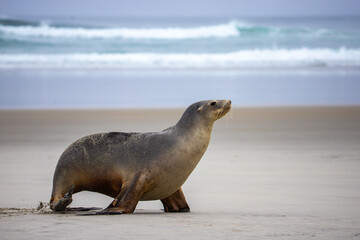 Wall Mural - beautiful large new zealand sea lion resting on the beach in otago peninsula, new zealand; cute marine wildlife in new zealand south island