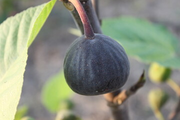 This is Iraqi fig. I'm not sure where is come from. But this one is so easy to be cultivated at Indonesia. The fig will turning into purple to black c