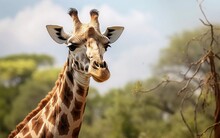 Realistic Photo Of Kordofan Giraffe Or Giraffa Camelopardalis Antiquorum, With A Green Natural Background. Generative Ai