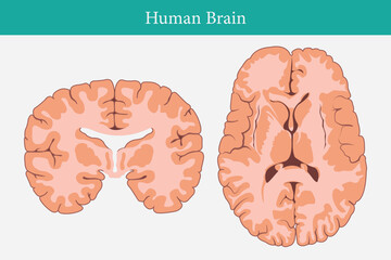 Wall Mural - horizontal and vertical cross sections through cerebrum. cross section of human brain. eps 10
