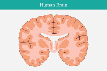 Wall Mural - vertical cross sections through cerebrum. cross section of human brain. eps 10