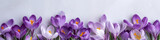 purple crocus flowers banner