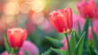 Closeup of blooming tulip flower in spring on pastel background, generative ai