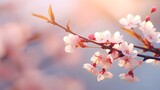 Fototapeta Mapy - closeup of a beautiful flowering cherry tree branch on abstract blurred background in sunhine idyll.