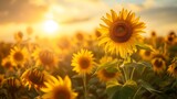 Fototapeta Kwiaty - A Sunflower Field with sunlight, beautiful nature. Generative AI