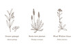 © foxyliam - Collection of edible and medicinal plants