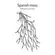 Spanish moss (Tillandsia usneoides), medicinal plant