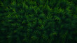 TopView of Lush Green Forest in Bright Natural Light,,
Top down view of grass texture. Pro Photo

