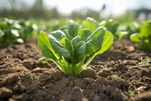 Close-up View Of Spinach Leaves In A Vegetable Garden, Showcase The Lush And Organic Qualities Of The Produce.