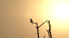 Kingfisher Bird Silhouette  , Golden Background