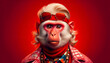 Stylish monkey with red and colorful attire, isolated on red background