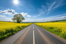 Road Through The Oilseed Rape Field. Panorama Of Rapeseed Field With Road. Road Panorama On Sunny Summer Day In Countryside. Empty Asphalt Road And Floral Field Of Yellow Flowers.