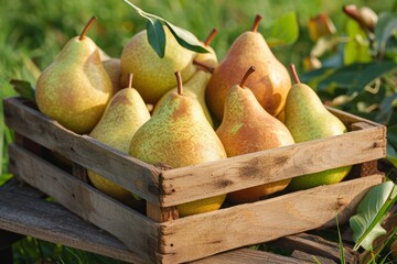 Wall Mural - Organic pears in a wooden box on the field. Generative AI