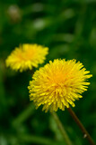 Fototapeta Dmuchawce - タンポポの黄色い花