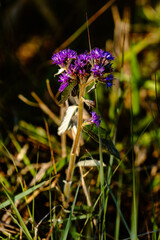 Purple Flower in a green field