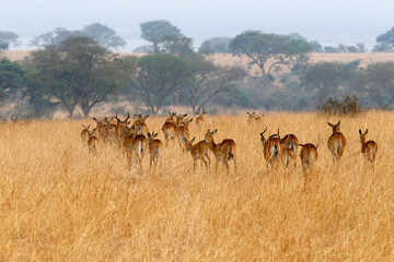 Grant gazelles in Murchison Falls National park, Uganda