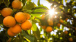 Ripe orange fruits on orange tree between lush foliage. View from below. Close-up