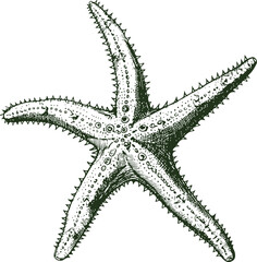 Starfish Vector hand drawn outline style. Vintage sketch engraving illustration.
