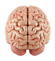 brain human organ isolated on white or transparent background