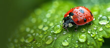 Vibrant Red Ladybug On A Dewy Green Leaf
