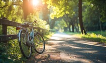 Bicycle Parked Along Sunlit Forest Path