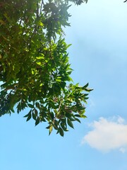 green leaves against blue sky