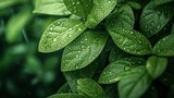 Fototapeta Storczyk - Vivid Green Leaves Adorned With Refreshing Water Droplets, Spring