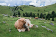 Cow lies on a mountain meadow / Cow lies on a mountain meadow in the European Alps.