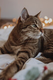 Fototapeta Koty - Kot z lampkami choinkowymi