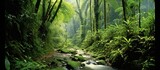 Fototapeta Natura - asian tropical rainforest