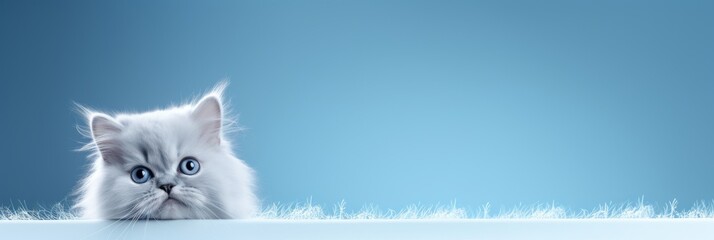 Cute white cat on blue background. Pets banner.