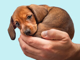 Fototapeta  - Small brown puppy in the palm of your hand.Dachshund puppy